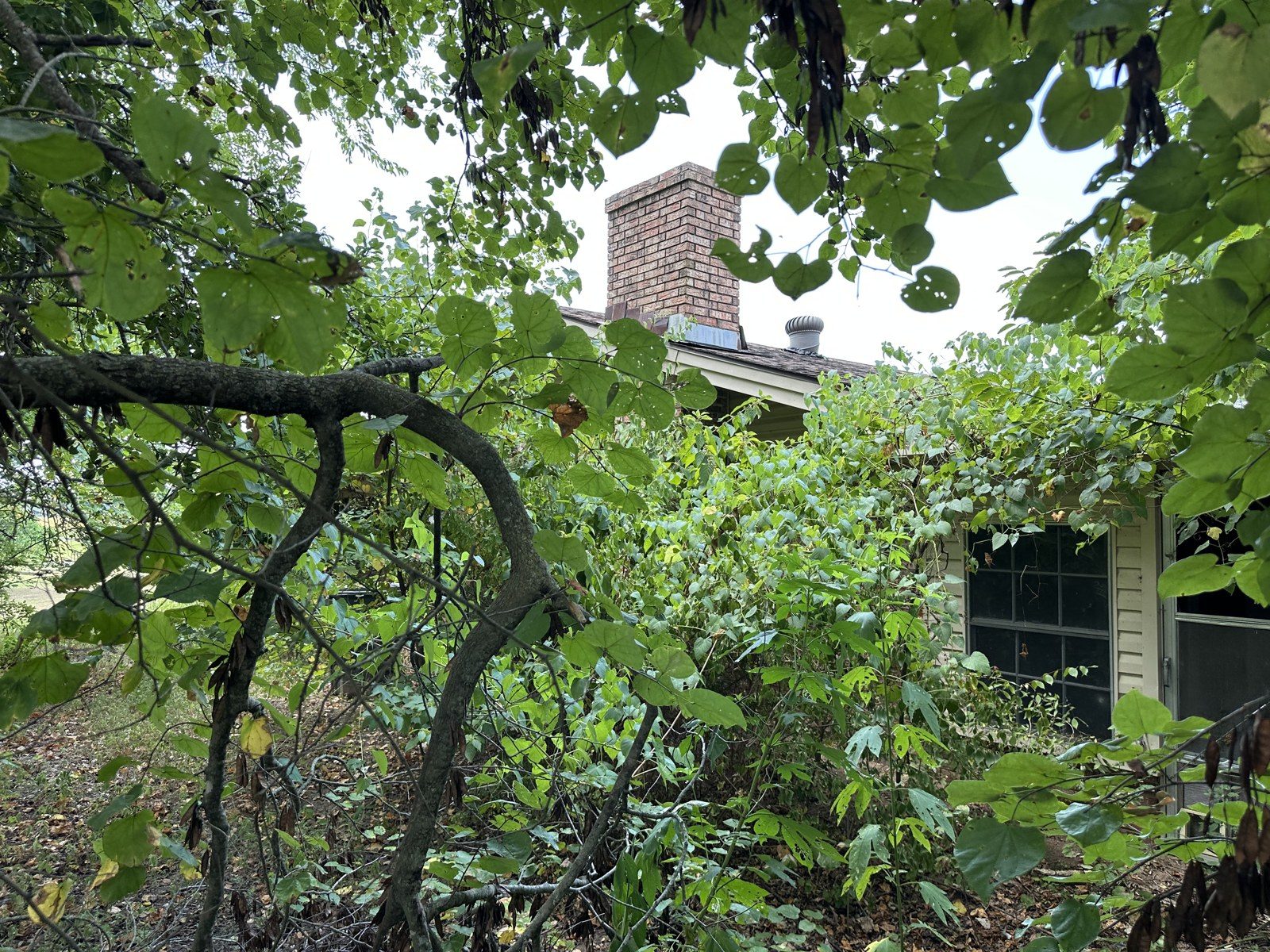House hidden behind brush and trees before the remodel