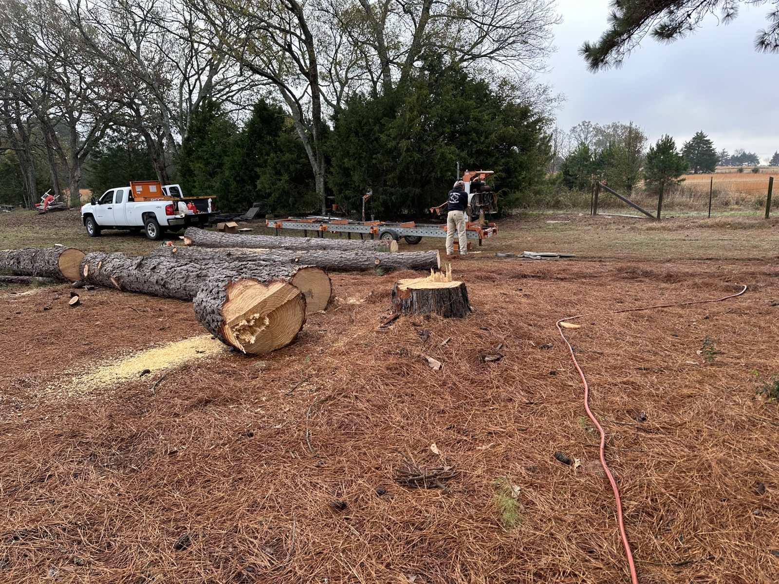 Felled pine logs waiting for a portable sawmill in East Texas
