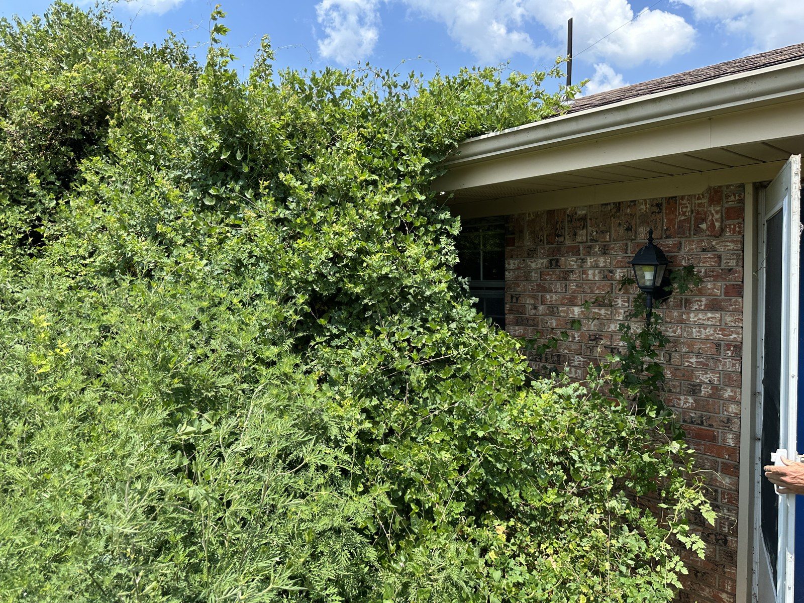 Overgrown house in Hopkins County, Texas, before the remodel