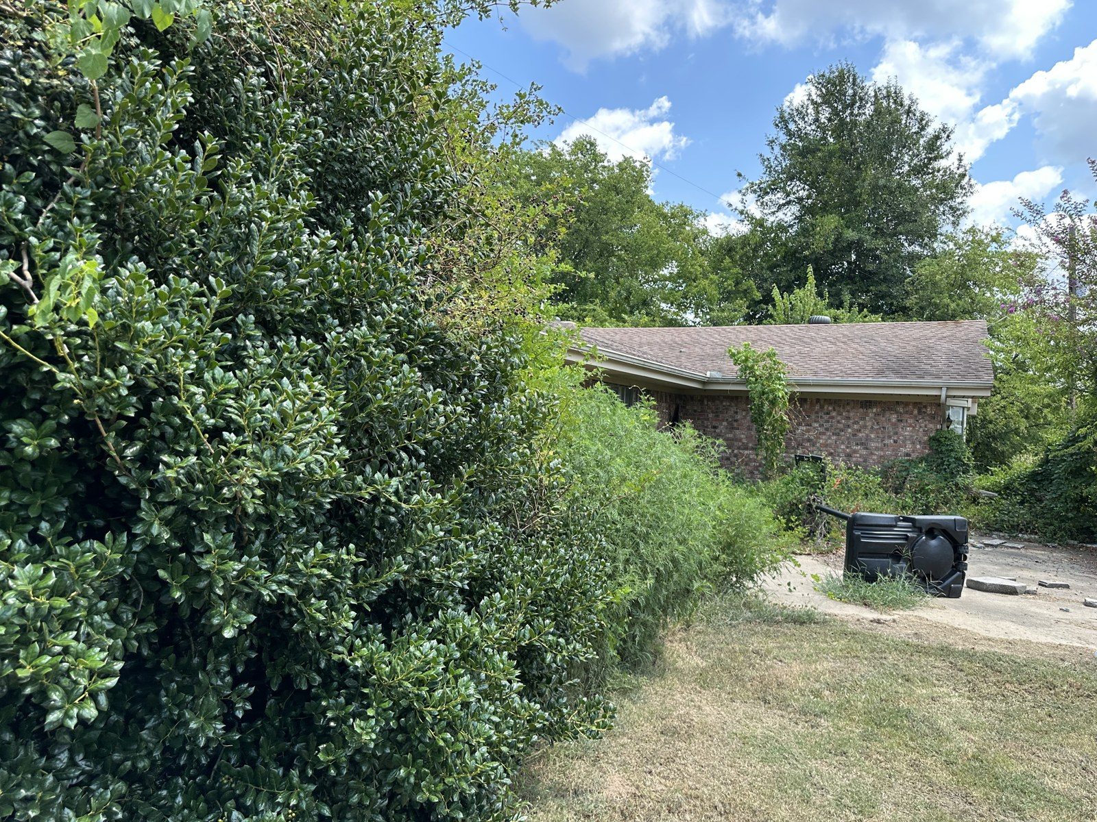 Brush covering a house in Hopkins County before cleanup