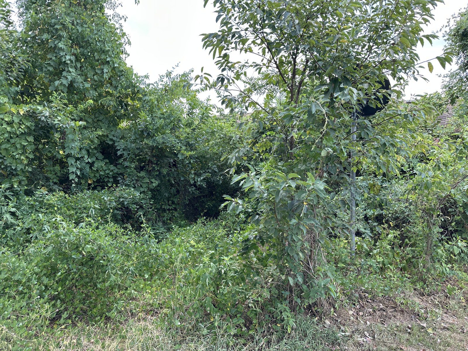 Overgrown yard in Hopkins County before cleanup